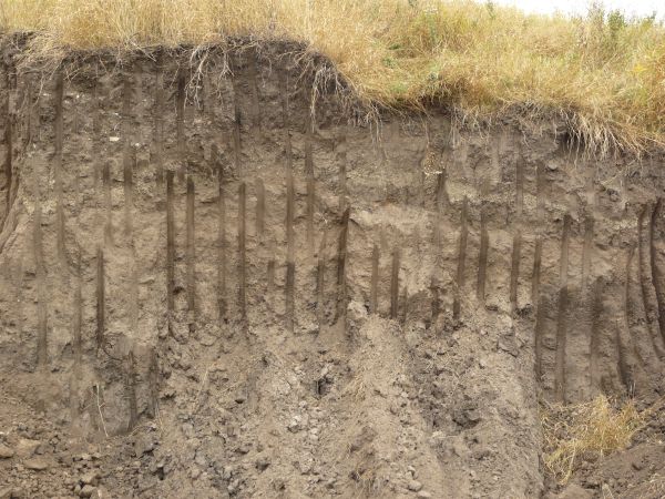 Texture of dark brown dirt wall with smooth vertical marks dug into it and an area of green and yellow grass at the top.